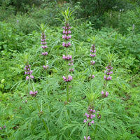 Siberian Motherwort herbaceous flowering plant and garden cultivation seeds