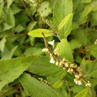 Erva Baleeira Cordia verbenacea aromatic shrub with green foliage and small white flowers