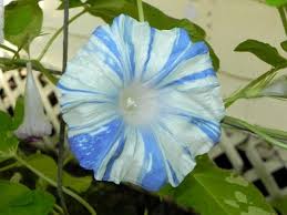 Mountain Stream Keiryu – Garden Flower Seeds