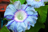 Mountain Stream Keiryu – Garden Flower Seeds