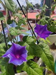Kikyo Sapphires Japanese – Garden Flower Seeds