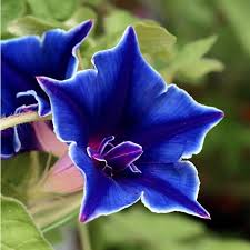 Kikyo Sapphires Japanese – Garden Flower Seeds