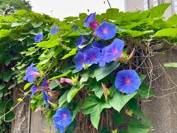Blue Pharaoh Japanese – Garden Flower Seeds