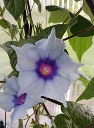 Kikyo Blue Silk – Garden Flower Seeds