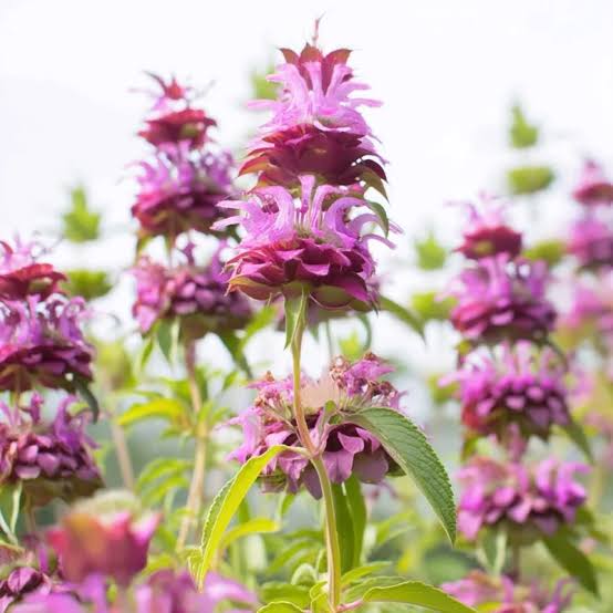 Lemon Bergamot Monarda citriodora seeds for home garden planting