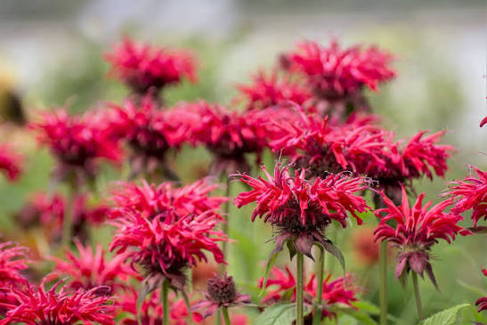 Red Oswego Tea Bergamot Monarda didyma seeds for garden planting
