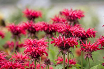 Red Oswego Tea Bergamot Monarda didyma seeds for garden planting