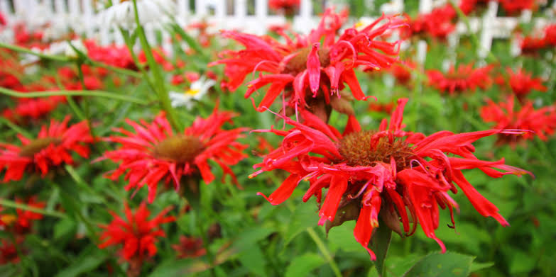 Red Oswego Tea Monarda didyma seeds for home gardening