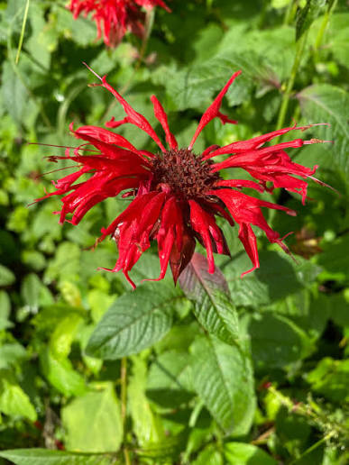 Red Oswego Tea Monarda didyma Seeds for Cottage Gardens and Botanical Planting