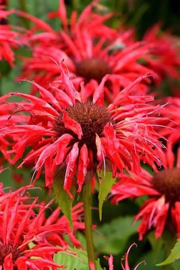 Monarda didyma flowering plant with vibrant red flower clusters
