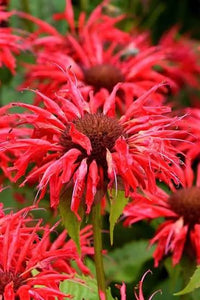 Monarda didyma flowering perennial with vibrant red flower clusters