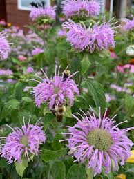 Wild bergamot Monarda fistulosa with green aromatic foliage and purple flowers