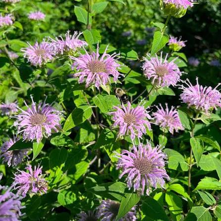 Bergamot Monarda fistulosa seeds for herb gardens and landscape planting