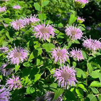 Bergamot Monarda fistulosa seeds for herb gardens and landscape planting