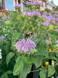 Sweet Leaf Bergamot Monarda fistulosa seeds for perennial gardening