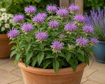 Sweet Leaf Bergamot Monarda fistulosa seeds for home gardening