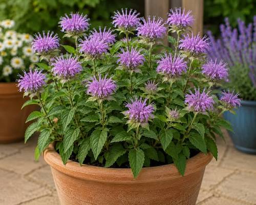 Sweet Leaf Bergamot Monarda fistulosa seeds for home gardening