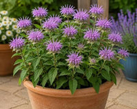 Sweet Leaf Bergamot Monarda fistulosa Seeds for Herb Gardens, Home Gardening, Native Plant Landscapes, and Natural Garden Spaces