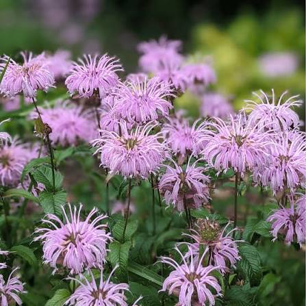Monarda fistulosa wild bergamot plant with green aromatic foliage