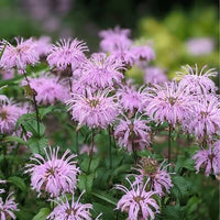 Monarda fistulosa perennial herb with green aromatic foliage