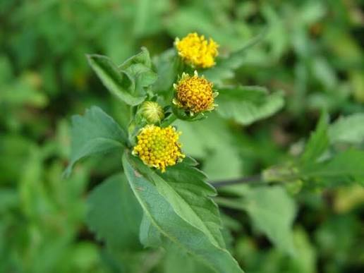 Bidens pilosa seeds for garden cultivation and botanical collections