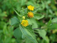 Bidens pilosa seeds for garden cultivation and botanical collections