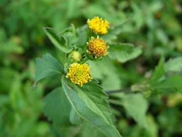 Bidens pilosa seeds for garden cultivation and botanical collections