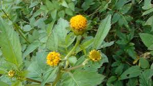 Bidens pilosa plant with green foliage and small flower heads