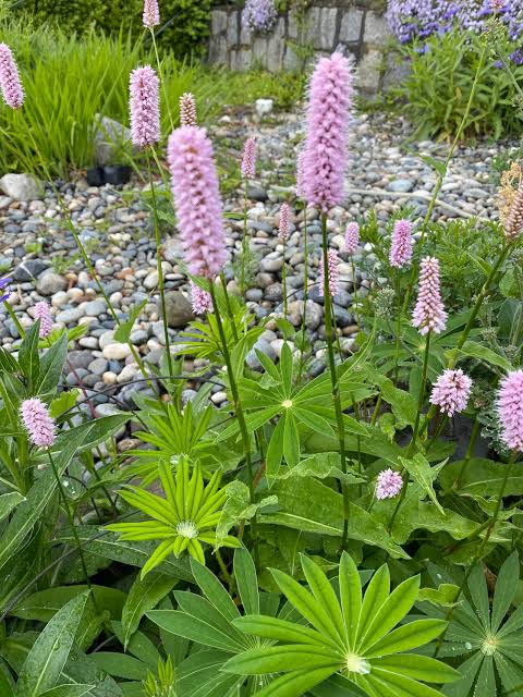 Bistort Polygonum bistorta seeds for perennial garden planting