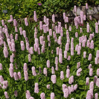 Bistort Polygonum bistorta seeds for perennial garden planting