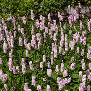 Bistort Polygonum bistorta seeds for perennial garden planting