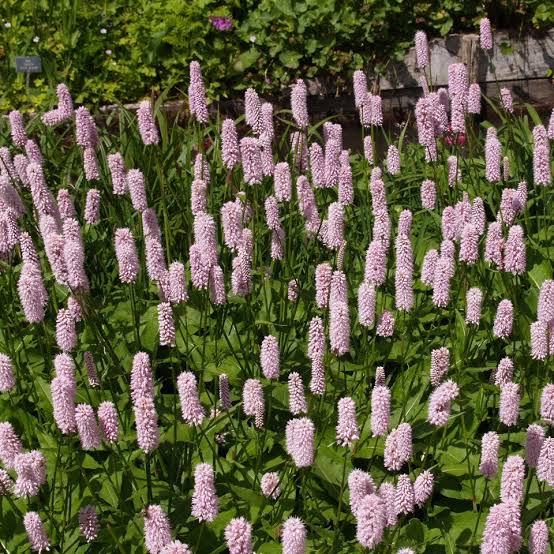 Bistort Polygonum bistorta seeds for perennial garden planting