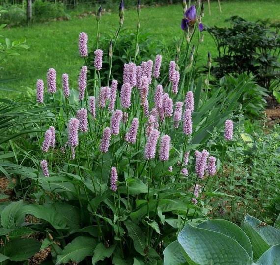 Bistort Polygonum bistorta seeds for perennial garden planting