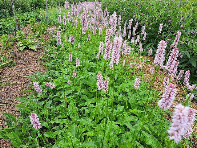 Bistort Polygonum bistorta seeds for perennial garden planting