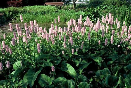 Bistort Seeds Polygonum bistorta for Herbaceous Perennial Gardens and Landscape Planting
