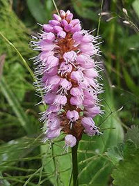 Polygonum bistorta perennial plant with green foliage and pink flower spikes