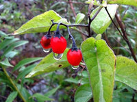 Solanum dulcamara plant featuring green foliage and purple star-shaped flowers