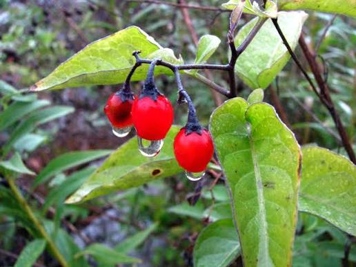 Bittersweet Nightshade Solanum dulcamara Seeds for Botanical Gardens, Home Gardening, and Natural Plant Collections
