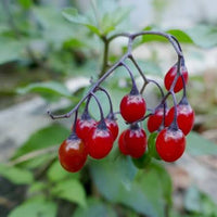 Bittersweet Nightshade Solanum dulcamara seeds for botanical plant collections