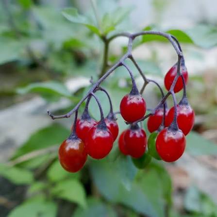 Solanum dulcamara Bittersweet Nightshade seeds for botanical gardening