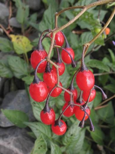 Bittersweet Nightshade Solanum dulcamara seeds for botanical planting