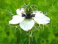 Nigella Sativa Black Seed for Herb Gardens, Home Gardening, and Botanical Planting Projects