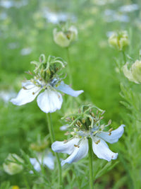 Black Seed Nigella sativa Seeds for Home Gardens, Herb Planting, and Botanical Garden Collections