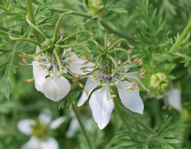 Nigella sativa flowering plant with delicate green foliage