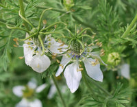 Nigella sativa flowering plant with delicate green foliage
