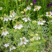 Black Seed Nigella sativa for Home Garden Cultivation, Herb Planting, and Natural Garden Spaces