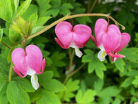 Pacific Bleeding Heart Dicentra formosa flower seeds for shaded gardens