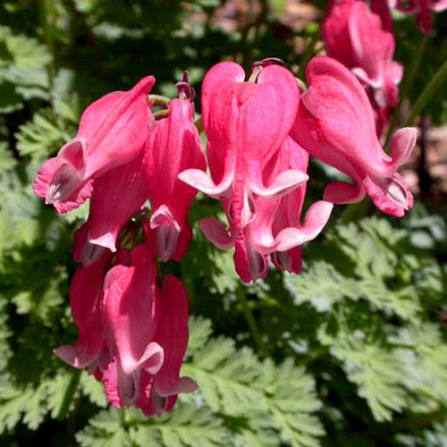 Bleeding Heart Pacific Dicentra formosa Seeds for Woodland Gardens, Shaded Landscapes, and Natural Garden Planting