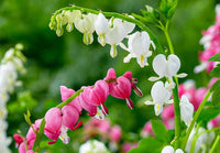 Pink heart-shaped flowers and fern-like foliage of Pacific Bleeding Heart