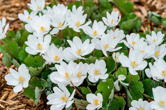 Bloodroot perennial wildflower with delicate white flowers and lobed green leaves